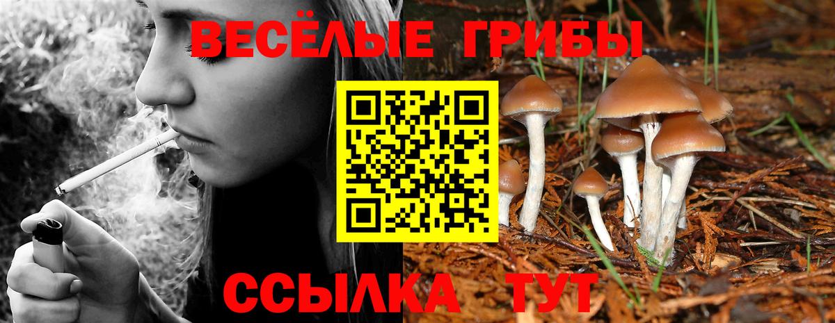 Галлюциногенные грибы Psilocybe Миасс